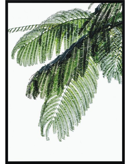 Plakat w ramie Palm Leaf 50x70