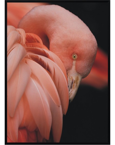 Plakat w ramie Flamingo 50x70