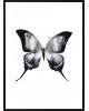 Plakat w ramie Butterfly II 50x70