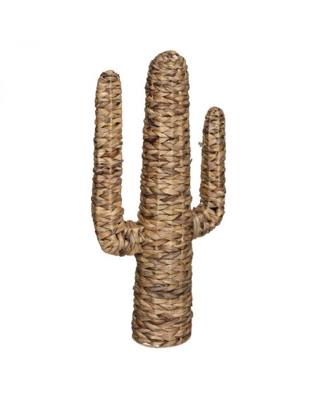 Kaktus hiacynt wodny75 cm